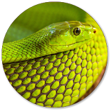 Snake Wallpaper icon