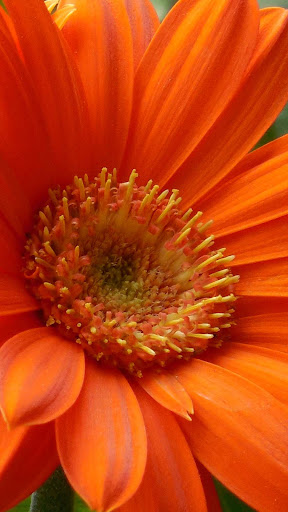 Gerbera Wallpaper