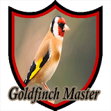 Master Kicau Kenari Goldfinch icon