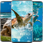 Cover Image of Download Tortoise HD wallpaper  APK