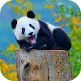 Panda Wallpaper with Effect icon
