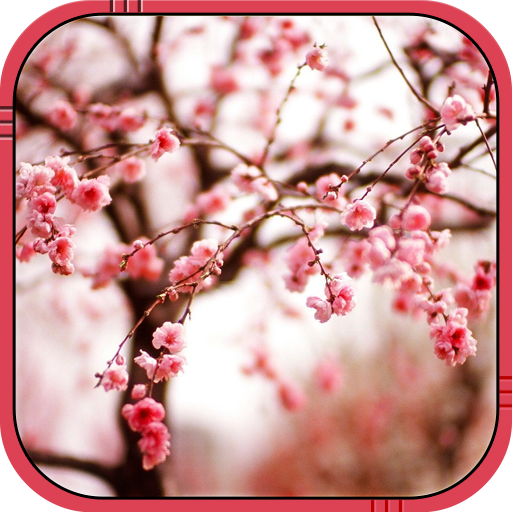 Cherry blossom Live Wallpaper  Icon