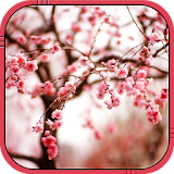 Cherry blossom Live Wallpaper icon