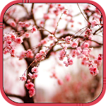Cherry blossom Live Wallpaper Apk