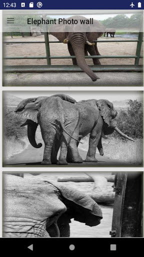 Elephant photos Screen 2