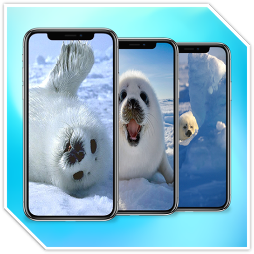 Harp Seal Wallpaper HD