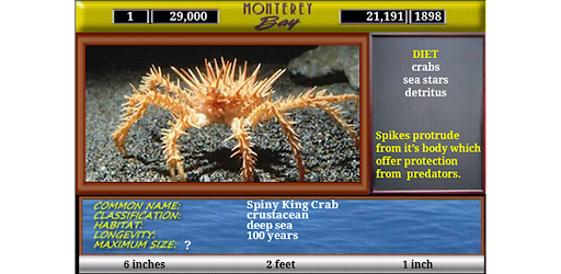 Monterey Bay Sea Life