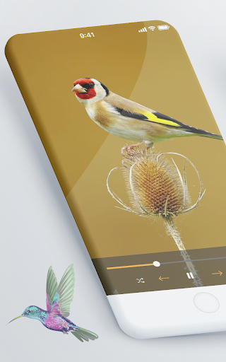 Android application Goldfinch Bird calls screenshort