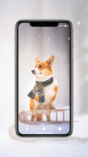 Dog and Puppy Wallpapers