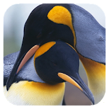 Penguins 3D. Live Wallpaper icon