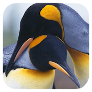 Penguins 3D. Live Wallpaper