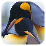 Penguins 3D. Live Wallpaper Apk
