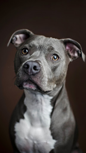 Android application American Pitbull Wallpapers screenshort
