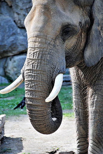 Android application Elephant Wallpapers screenshort