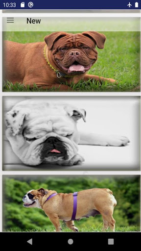 Bulldog Wallpaper Screen 3