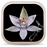 Cover Image of ดาวน์โหลด NZ Orchid Key  APK
