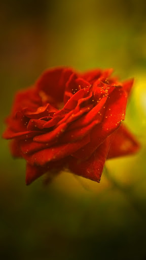 Rose Wallpaper HD Screen 2