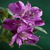 Dewy Purple Flower LWP icon