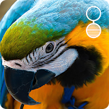 live parrot wallpaper icon