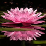 Magical Pink Flower LWP icon