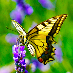 Cover Image of Tải xuống Hình nền bướm  APK