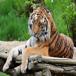 Cover Image of Download Animals HD Wallpappers 1.0 APK