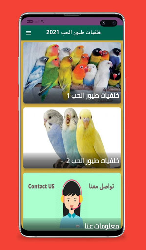 خلفيات طيور الحب 2021