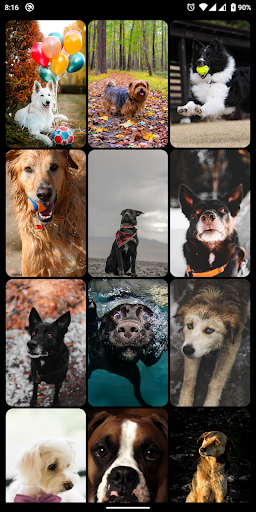 Dog & Puppy HD Wallpapers Screen 2