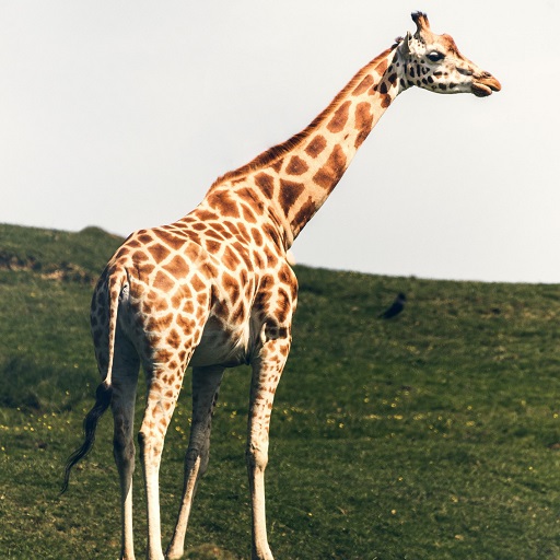 Giraffe Wallpapers 2 logo