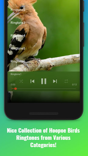 Hoopoe Birds Sounds Screen 2