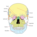 Anatomy Atlas Free icon