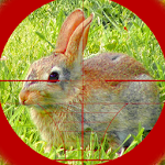 Cover Image of Download Sniper Rabbit Hunting 3D 1.6 APK