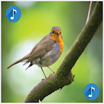 Cover Image of Download Birds sounds, ringtones birds 1.15 APK