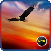 Top 29 Photography Apps Like Bald Eagle Wallpapers - Best Alternatives