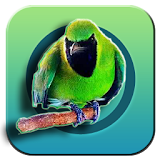 Gudang Kicau Burung (lengkap) icon