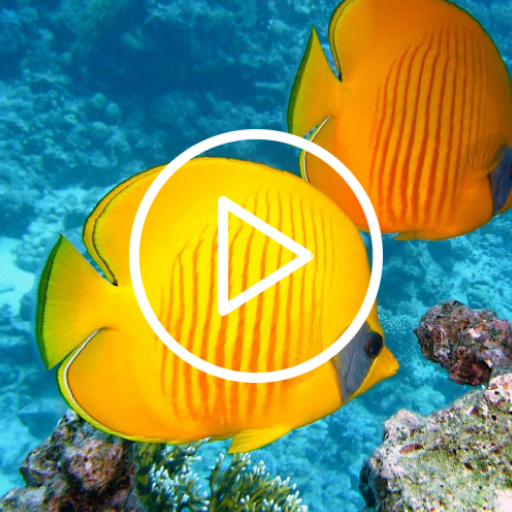 Underwater Live Wallpaper Apps on Google Play