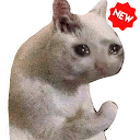 Stickers de memes de gatos WAStickerApps