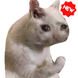 Funny Cat Memes Stickers WAStickerApps icon
