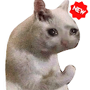 Lustige Katze Meme Aufkleber WAStickerApps 