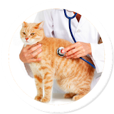 Cat Care Lovers icon