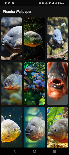 Piranha Wallpaper Screen 3