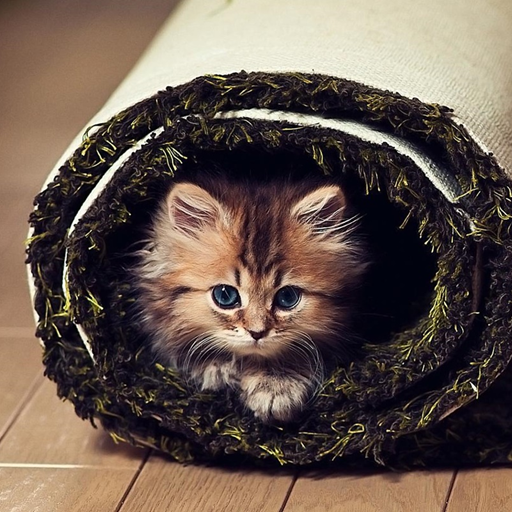 Cute Animals HD Wallpapers logo