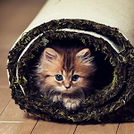 Cover Image of Скачать Cute Animals HD Wallpapers  APK