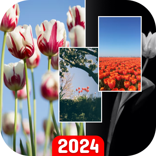 4K Tulips Flowers Wallpapers logo