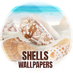 Wallpapers with shells in 4K