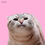 Cover Image of Download 카카오톡 테마 - 핑크 낼름 고양이 (카톡테마)  APK