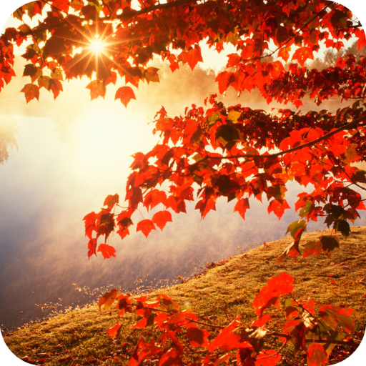 Autumn Full Hd Wallpaper Apps Bei Google Play