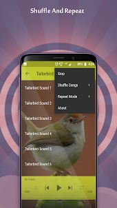 Tailorbird Sounds