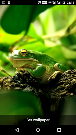 Funny Frog Live Wallpaper Screen 2