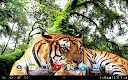 screenshot of Tiger Live Wallpaper